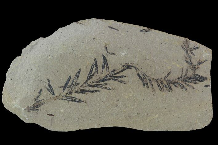 Metasequoia (Dawn Redwood) Fossil - Montana #89386
